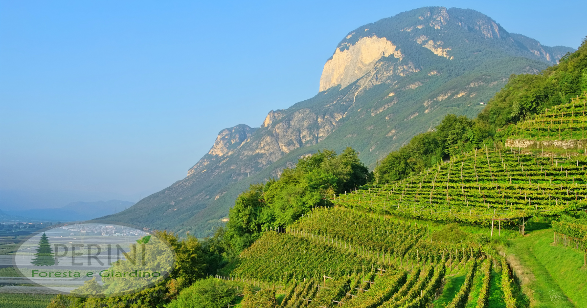 Scopri i lavori di luglio per giardino, orto e bosco